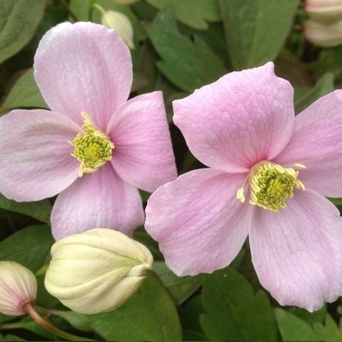4 x Clematis Mix: Apple Blossom (Immergrün)/Hagley Hybrid/Piilu/Montana | Klematis Rosafarben mix - 4 Pflanzen - Rosa, Mehrjährig & Winterhart | 4 x 1,5 Liter Töpfe