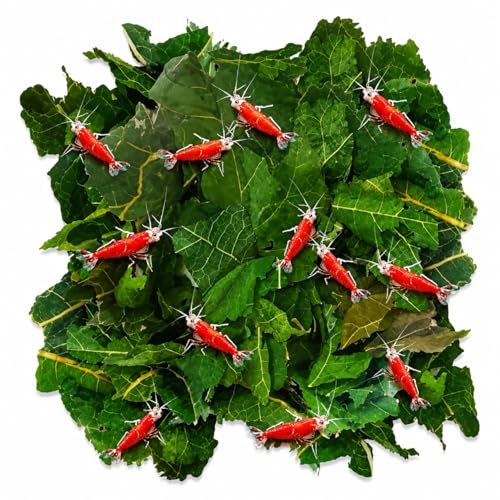 JOR Dried Shrimp Mulberry Leaves 2 oz. Water Conditioner Leaf as Natural Food Source Promotes Biofilm Growth & Induce Breeding in Aquatic Pets Strengthen Exoskeleton & Reduces pH Levels