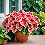 10 Crimson Sky Caladium Bulbs for Planting - Perennial Hosta, Elephant Ears, Fancy (10 Bulbs)
