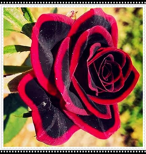 Winterharte Hibiskus Knollen - Blumenzwiebeln Mix Bis -20°C Winterhart