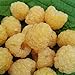 Produktbild 3er Set Himbeere Golden Everest Himbeeren Pflanzen gelb aromatisch süß im 2 L Topf