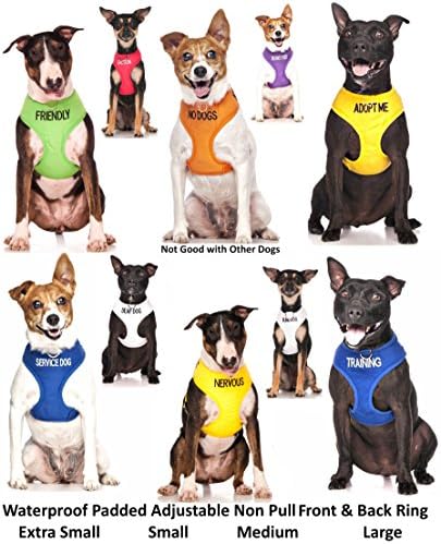 deaf dog gear