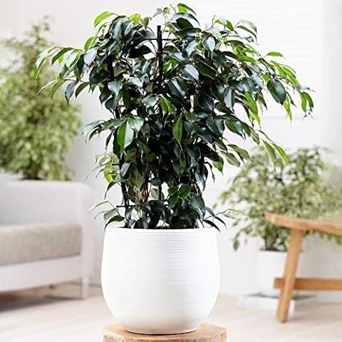 Ficus benjamina Danielle - Indoor Air-Purifying Plant Cover
