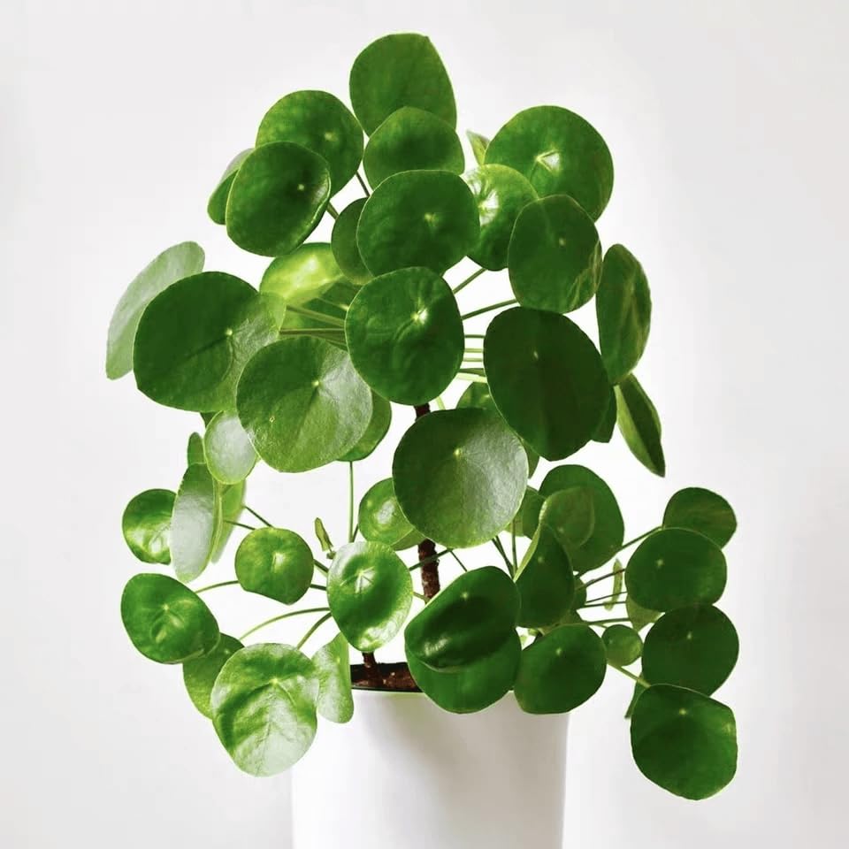 Kalfo Chinese Money Plant Live Plant Pilea Peperomioides (UFO Plant, Pancake, Lefse or Missionary Plant) Indoor Home Plant with Black Pot-image-10