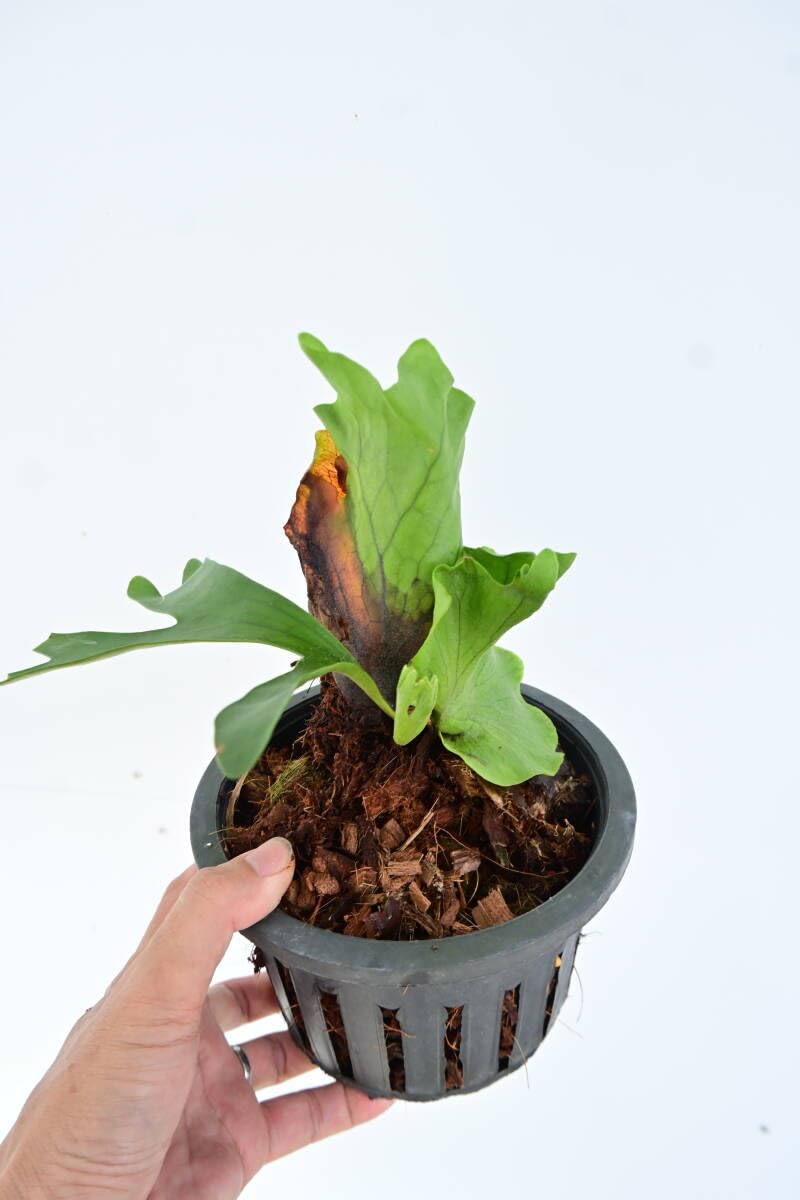Amazon.co.jp: P.coronarium dwarf spored② @bikamori com