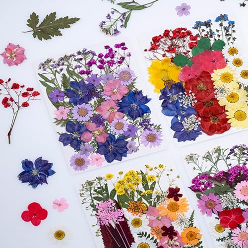 35 piezas flores secas prensadas naturales para manualidades miniatura 4