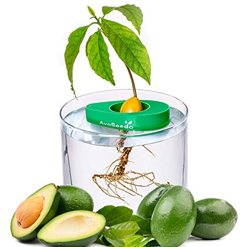 AvoSeedo Bowl Grow Your Own Avocado Tree, Evergreen, Perfect Avocado Tree Growing Kit for Every Avocado Lover - Green, Blue & Transparent - Thumbnail 7