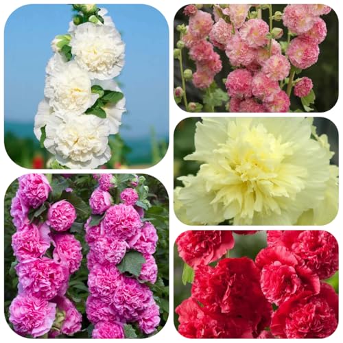 semi di malvarosa, ombra malvarosa di balcone perenni resistenti da aiuola rialzata 400pcs