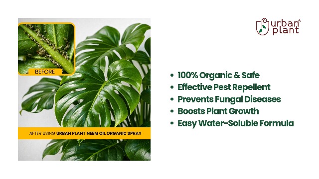 Urban Plant Neem Oil Water Soluble Spray for Plants, Organic Pest Control  for Home Garden, Insect & Fungal Protection (100ml - Pack of 5) :  Amazon.in: Health & Personal Care