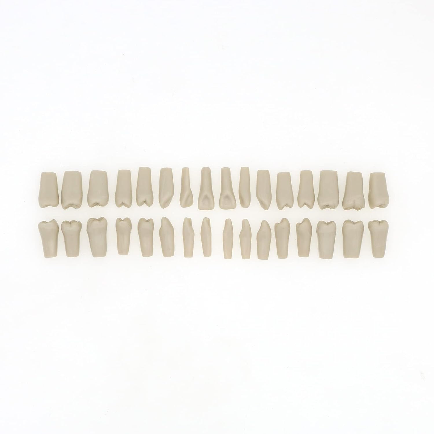 Dental Columbia 860 Type 32 Pcs Removeable Teeth Typodont Exam Restorative Model M8030 (T-8030-32Pcs Replace Teeth)