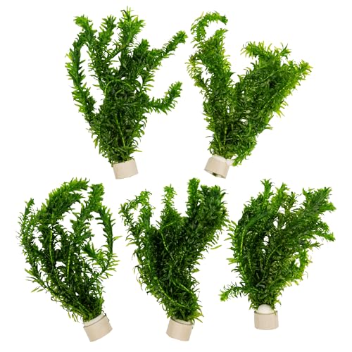 5 Bund Wassperpest | Wasserpflanze fürs Aquarium | Teichpflanze | Aquariumpflanze für Aquascapes | Bessere Sauerstoff- & Wasserqualität