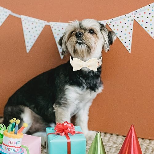 DOGWONG Corduroy Dog Collar with Bowtie - Image 4