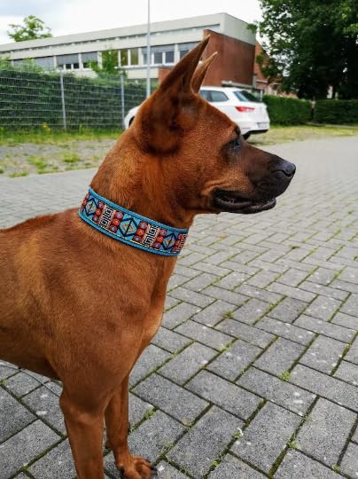 Styleshes Hundehalsband mit Polsterung, Zug-Stopp verstellbar, Martingale extra breit 4cm, anti-Zieh-Halsband, weiches Stoffhalsband (bis 38cm Hals- 44cm Kopfumfang inkl 6cm Zugstopp, chrom)