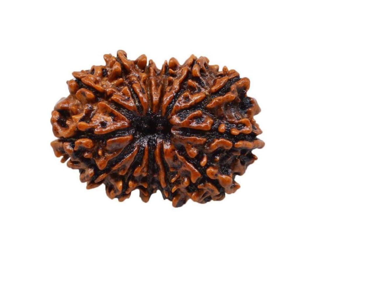 235様確認用　ルドラクシャマーラー 235様確認用ルドラクシャマーラー