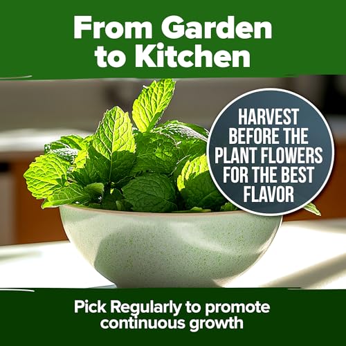 Image of HOME GROWN Peppermint Seeds 2 Pack (Mentha x piperita) 4,740 Heirloom Mint Seeds for Planting Grow Indoors or Outdoors, Kitchen Herb Garden Favorite