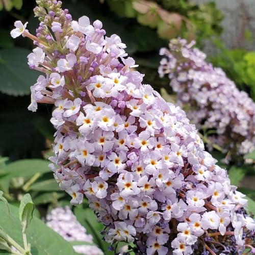 Semillas de mariposa lila, Buddleja lindleyana, Las plantas perennes son plantas perennes resistentes. Buddleia, arbustos en flor resistentes, Las plantas de jardín son plantas 250pcs