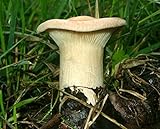  Trooping Funnel funghi (Clitocybe geotropa) micelio Spawn semi essiccati (10g)