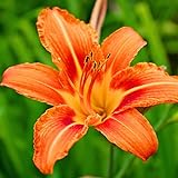 Pack 3 Wild Orange Daylily Bulbs for Planting, Hardy Perennial Flower with Vibrant Blooms, Reblooming Daylilies Bulbs for Garden Borders and Containers