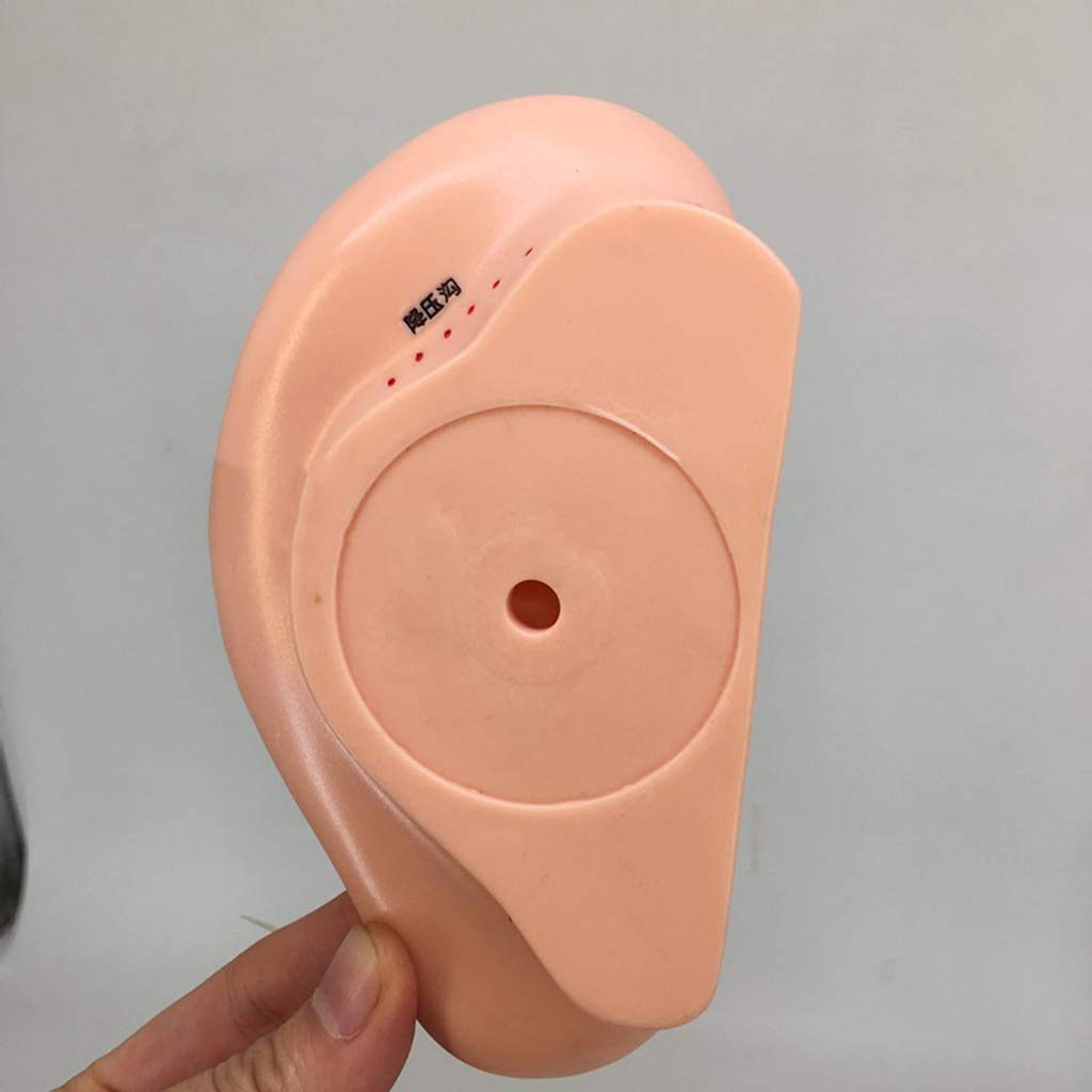 Amazon.co.jp: 耳鍼モデル人体モデル - 16センチメートル耳鍼圧力