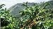 Organic Colombian Sierra Nevada Magdalena Finca Agroberlin, RFA, SMBC Coffee Beans (Unroasted Green Beans, 5 pounds Whole Beans)