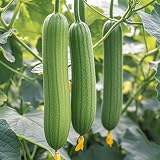 Extra Long Luffa Gourd Seeds, Asian Chinese Loofah Sponge Gourd, Non-GMO Heirloom, 20 Pieces, USA