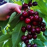 50Pcs Cherry Tree Seeds Sweet Mix Fruits Seeds for Planting Outdoors Garden Bonsai
