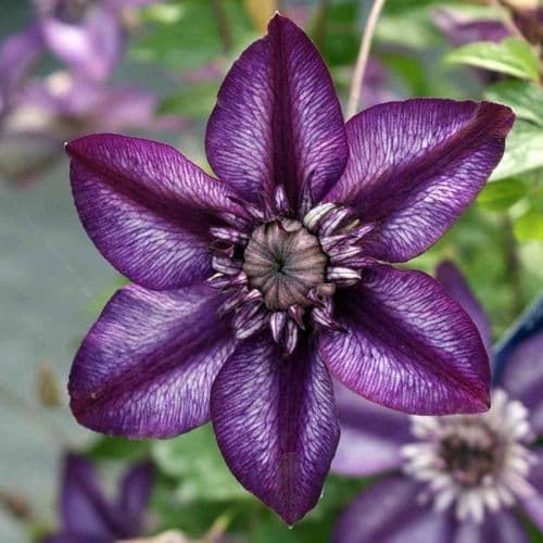 SVG® Clematis Creeper Double flower seeds Imported seeds & Home gardening pack of 30-40 seeds (purple) (B0CVTT7WT6) Amazon Price History, Amazon Price Tracker