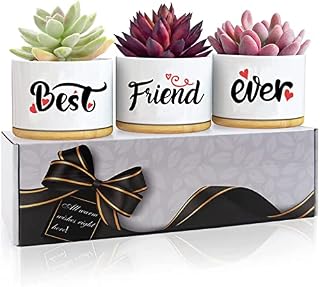 Easymoo Birthday Gifts For Her Friend,Graduation Gifts For Her Friends,Friendship Gifts For Women,Friendship Gifts,Gifts For Friends-Succulent Pot 3 PCS