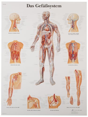 Image of 3B Scientific VR3353L Glossy UV Resistant Laminated Paper El Sistema Vascular Anatomical (The Vascular System Anatomical Chart, Spanish ), Poster Size 20 inch Width x 26 inch Height