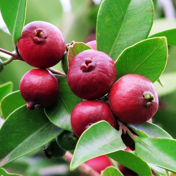 Samrat Agency Strawberry Hybrid Grafted Guava Peyara Fruit Trees Plant - Sweet and Tangy Berries (B0C5RTRM6X) Amazon Price History, Amazon Price Tracker