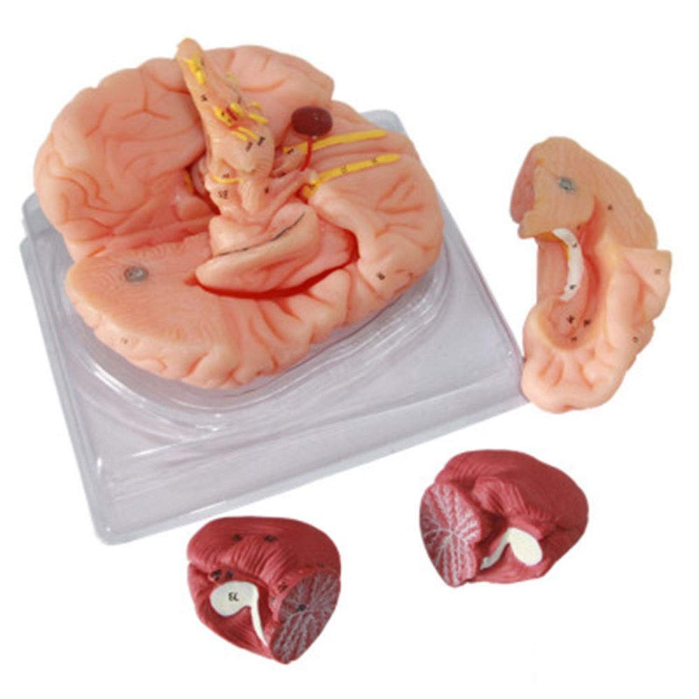 Model edukacyjny Model ludzkiego mózgu Model anatomiczny funkcji mózgu do materiałów edukacyjnych Narzędzie dydaktyczne