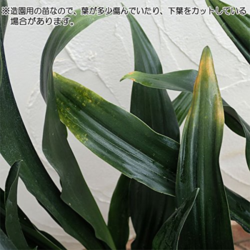 Amazon.co.jp: オモト（万年青）：緑葉（造園用）5号ポット[庭植え