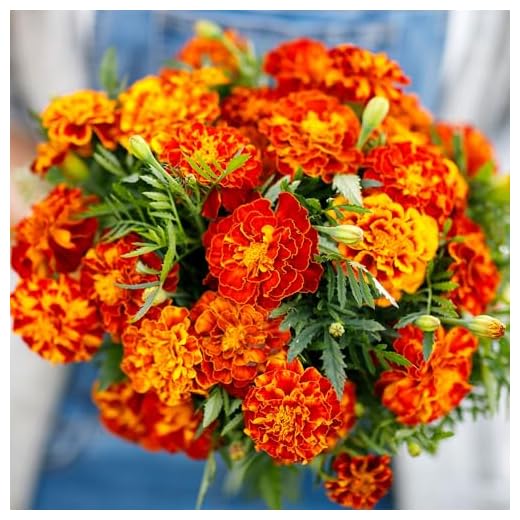 Eden Brothers French Marigold Seeds Mix
