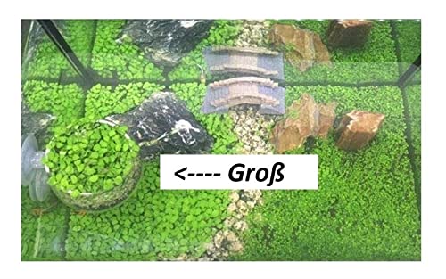 Pcs - 30x Glossostigma Elatinoides Grand Sorte Zungenblatt Aquarium Pflanzen-Samen A113 - Seeds & Plants Shop by Ipsa