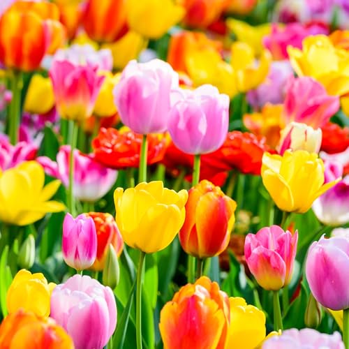 mgc24 Tulpen Triumph Mischung mehrfarbig - 50 Blumenzwiebeln (ca. 10-11mm)