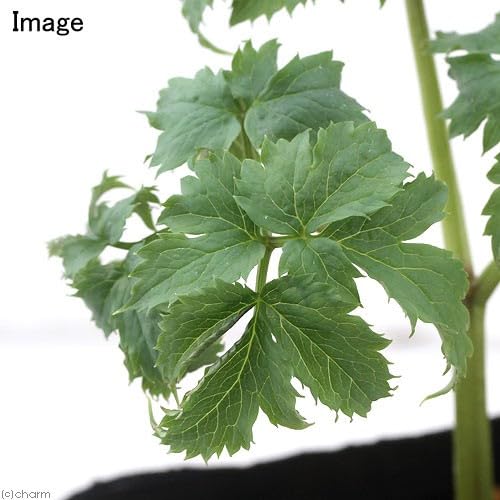 ② 山野草 レンゲショウマ 蓮華升麻 画像の苗全部の出品 大株有り