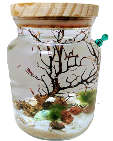 Shrimp Jar Kit with LED Light (Shrimp Included)