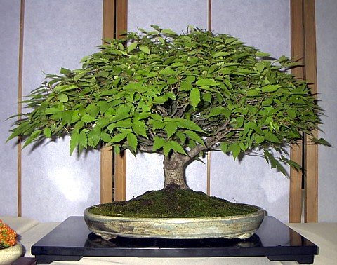 Giapponese Zelkova Bonsai - 25 Semi : Amazon.de: Garten