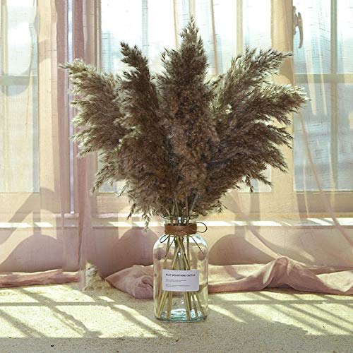 KKJLXX Pampas Decoración de Boda 20pcs Phragmites Pampas Grande Hierba Natural Verdadero Plantas secas Familia Flor Ramo Arreglo envío Cover