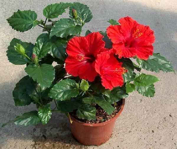 Image of Hibiscus Rosa-Sinensis Live Plant | Red Blooming Gudhal Flower Plant with Pot | Live Outdoor Flowering Plant for Home Garden Balcony