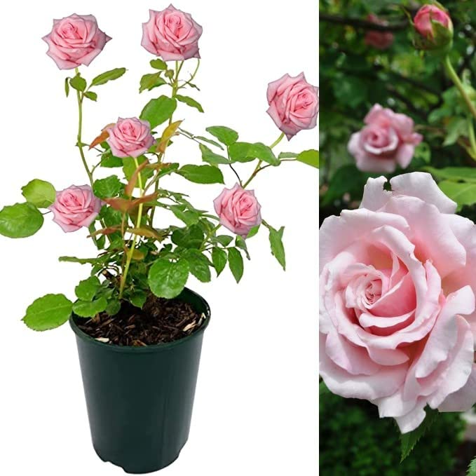 Rose Bush Belinda's Dream - Floribunda Pink Rose Bush for The Garden in a 3 Litre Pot (3 Plants)