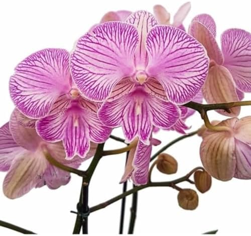 Orquídea Phalaenopsis Trilabelo Planta Adulta Flor Rosa Natural D...