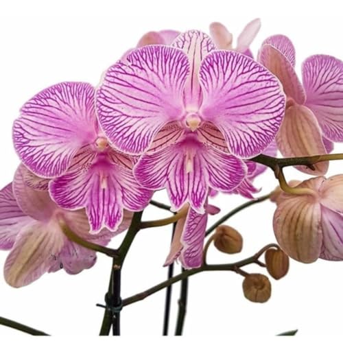 Orquídea Phalaenopsis Trilabelo Planta Adulta Flor Rosa Natural D...
