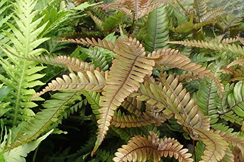 Pteris cretica Tricolour in a 13cm Pot. Unusual Fern House Plant