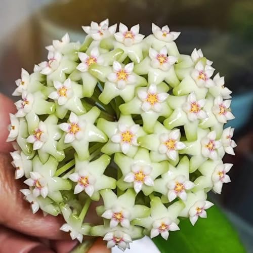 Hoya: pack de 5 plantas de exterior e interior para decoración del hogar 8
