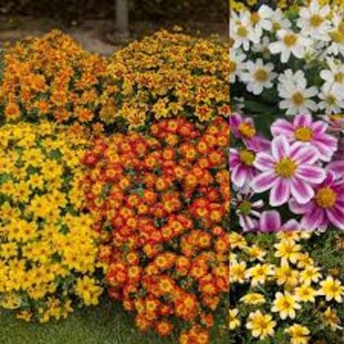 100pcs Mixed Bidens Flower Seeds