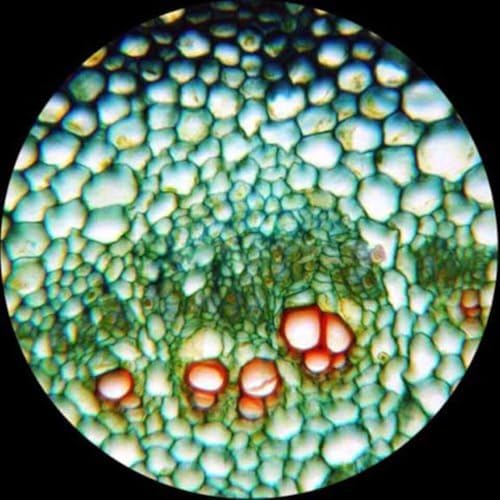 Image of AmScope T360B-5M Digital Trinocular Compound Microscope, 40X-2000X Magnification, WF10x and WF20x Eyepieces, Brightfield, LED Illumination, Abbe Condenser, Double-Layer Mechanical Stage, Includes 5MP Camera with Reduction Lens and Software