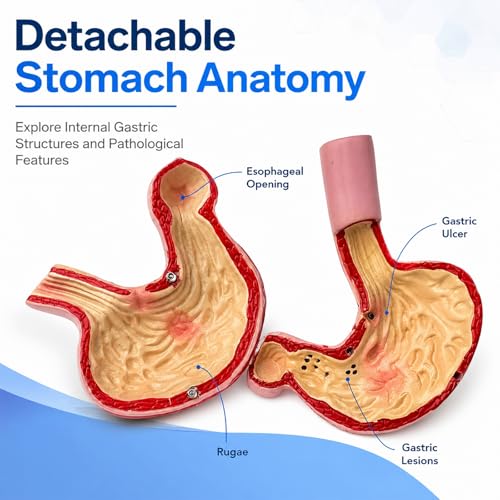 Image of Human Digestive System Model with Removable Stomach, GI-Tract and Colon, Includes Product Manual
