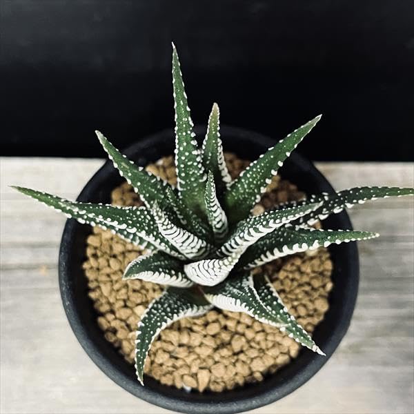 ハオルチア 12本セット Amazon｜多肉植物 ハオルチア 十二の巻 L｜観葉植物 オンライン通販