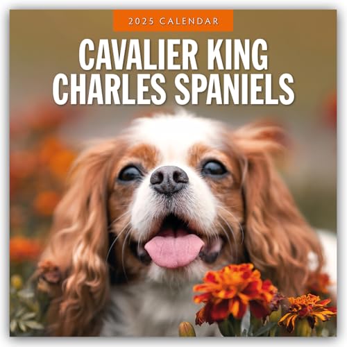 Cavalier King Charles Spaniels - Cavalier King Charles Spaniel 2025 - 16-Monatskalender: Original Red Robin Publishing Ltd-Kalender [Mehrsprachig] [Kalender]